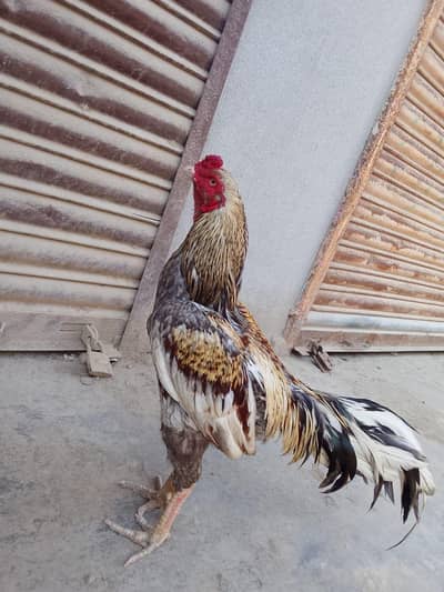 pure aseel main wali qualtaaa