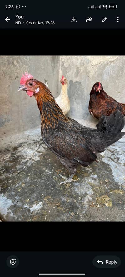 Andy wali desi murgi