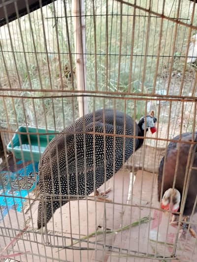 guneafowl chenni murgi for sale