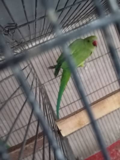 Green Ring neck parrot