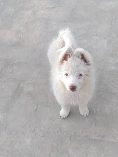 pure original Russian  female dog