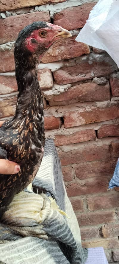 beautiful home breed murgi ando par hai