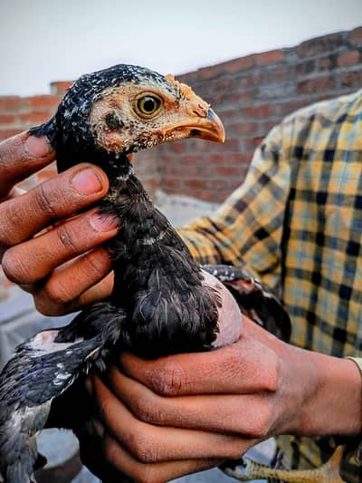 Thai pakoya 03124613025