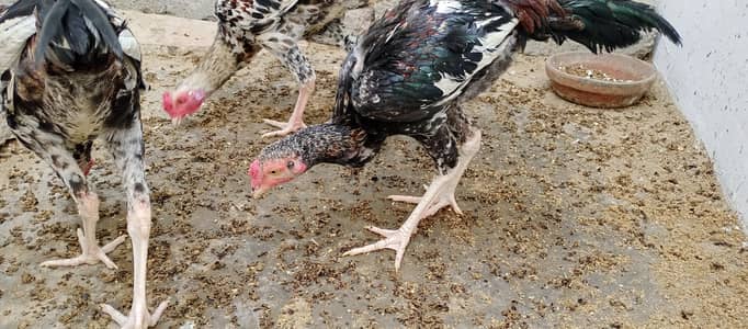 محبت سے پالنے والے رجوع کریں