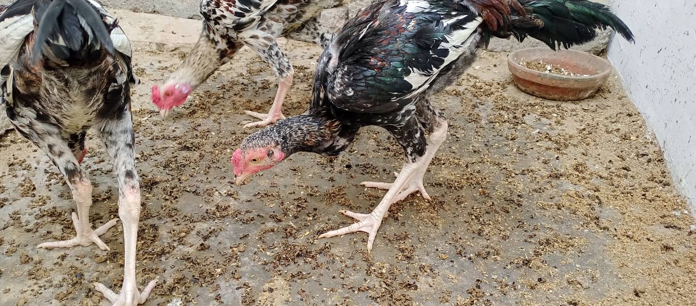 محبت سے پالنے والے رجوع کریں 0