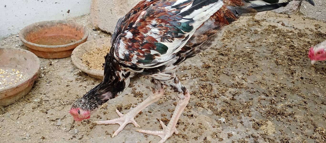 محبت سے پالنے والے رجوع کریں 1