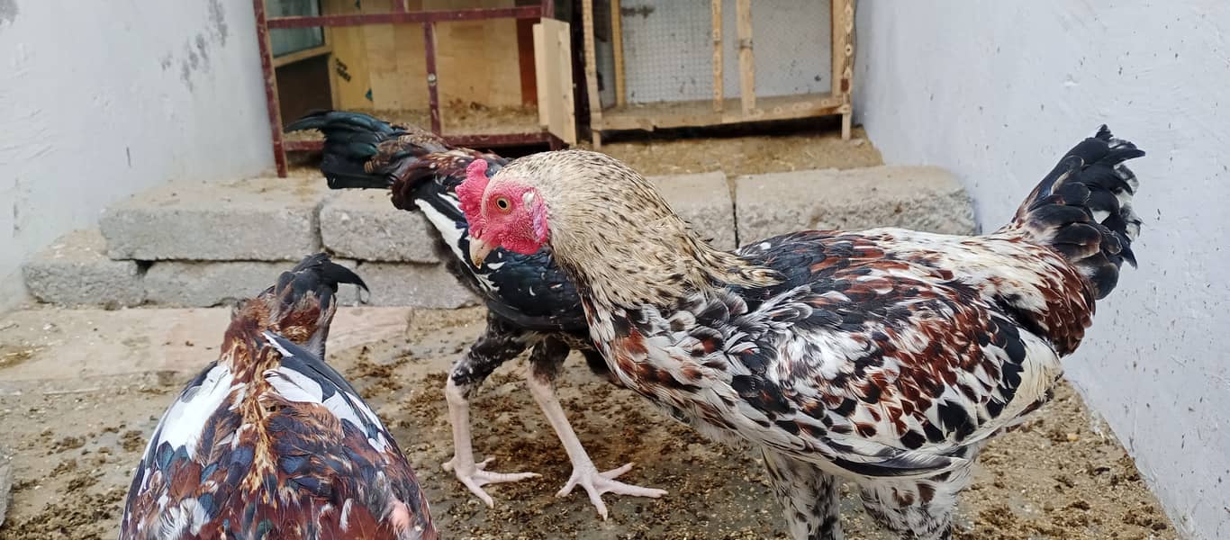 محبت سے پالنے والے رجوع کریں 2