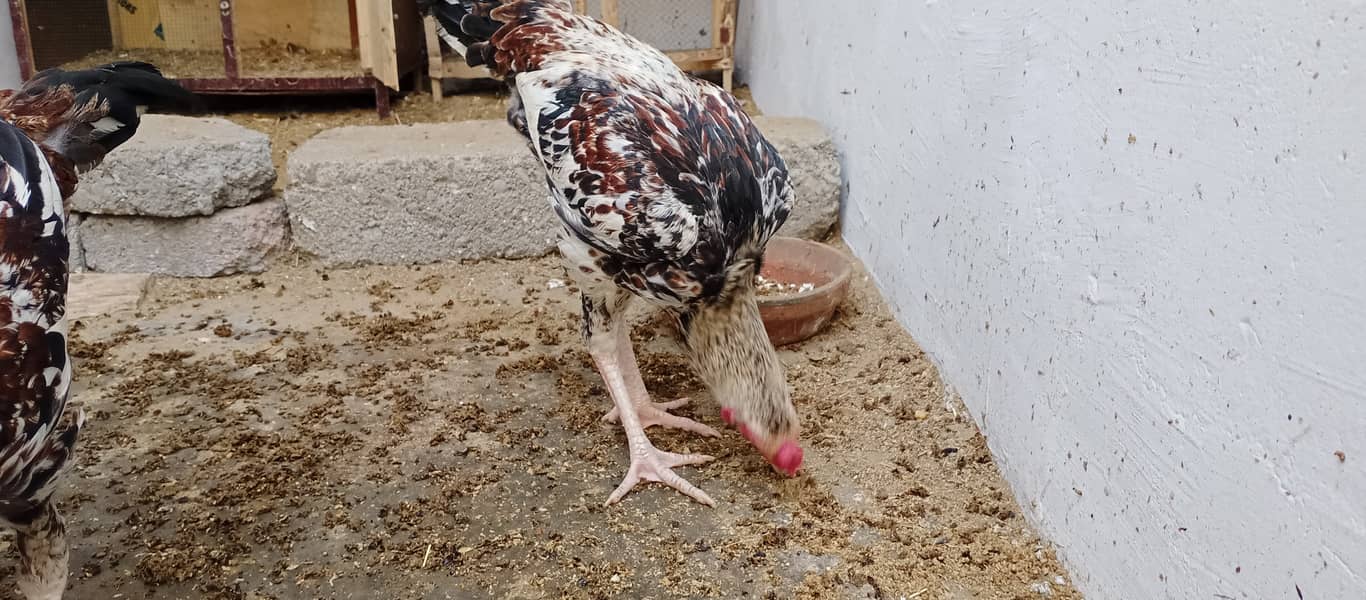 محبت سے پالنے والے رجوع کریں 3