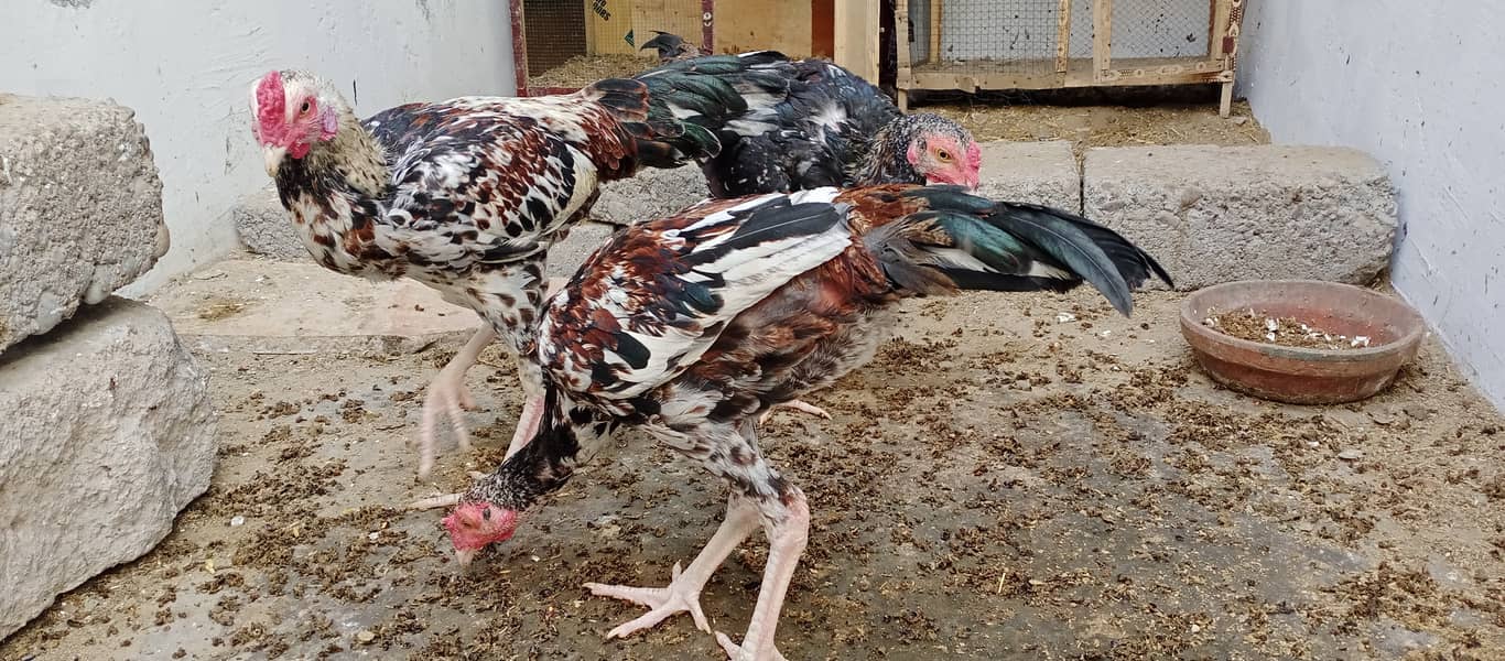 محبت سے پالنے والے رجوع کریں 4