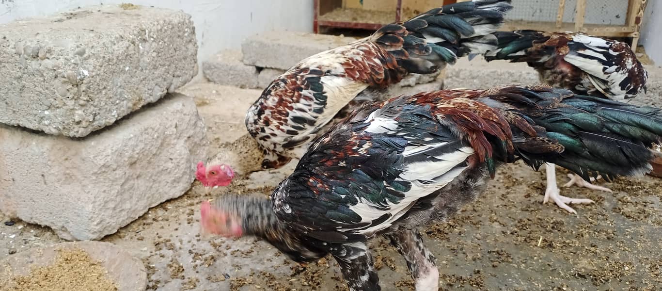 محبت سے پالنے والے رجوع کریں 5