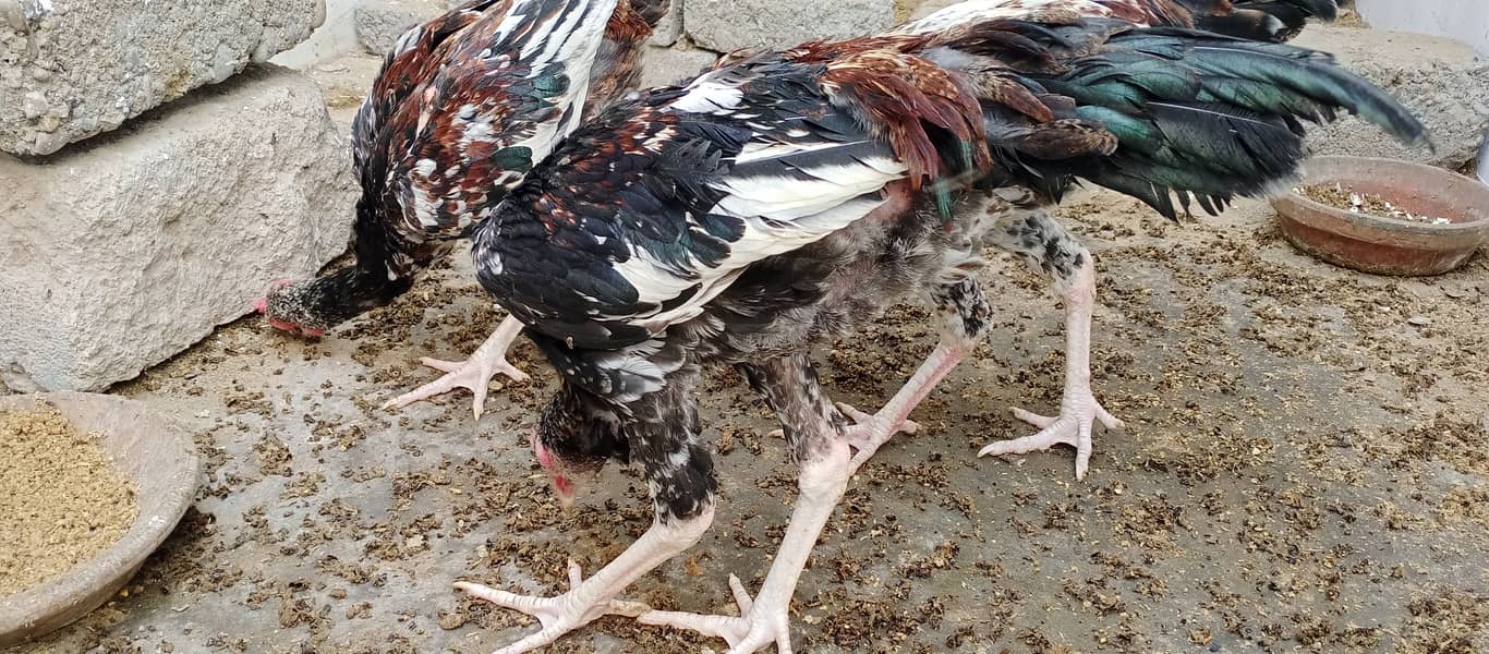 محبت سے پالنے والے رجوع کریں 6