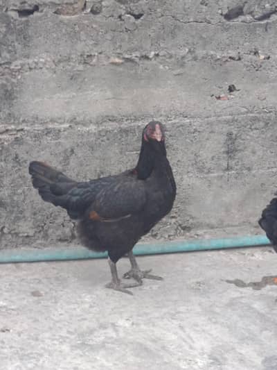 Kuruk aseel pathiain