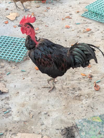 desi eggs laying hens