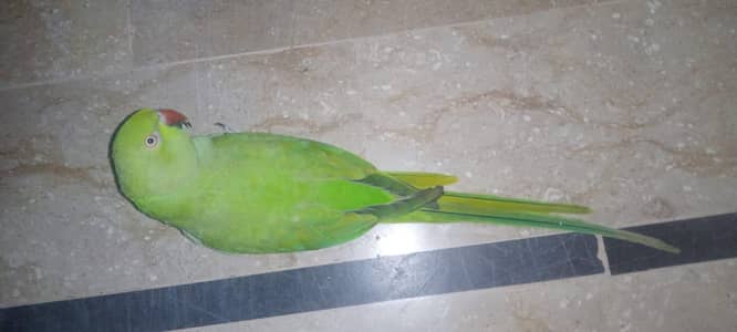 home breed, fully hand tame, friendly,  parrot in cheap price