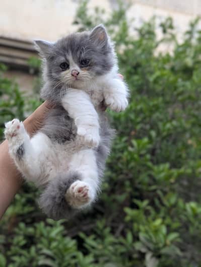 high quality kittens available