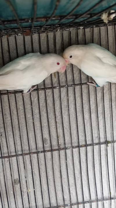 love birds