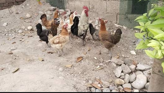 Golden misri morgi  Ando wali