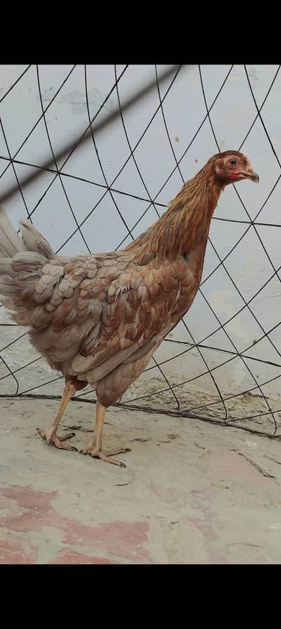 I am selling my hens