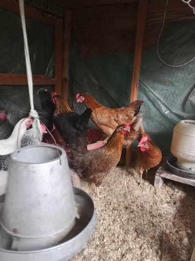 Golden Misri Hens | Desi hens Egg laying | Desi Murga murgia