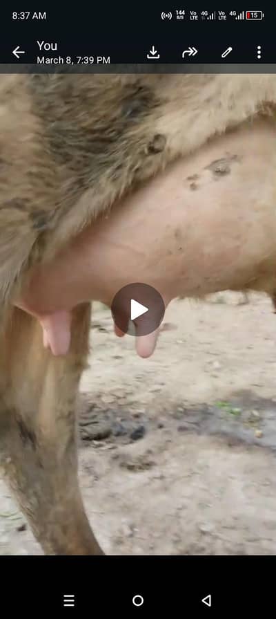 first timer cow with female calf