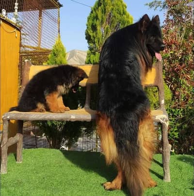 Top class German shepherd pedigree,pair available