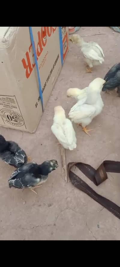 PARROT BEAK  chicks 03139874002