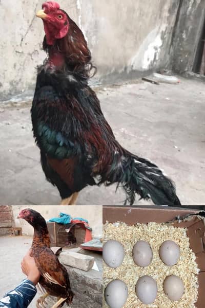 Thai eggs or mianwali eggs