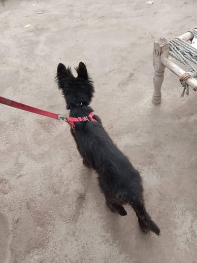 black German shepherd