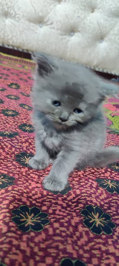 Fully Triple Coated Different of Colours Gray & Skin White & Dark Gray