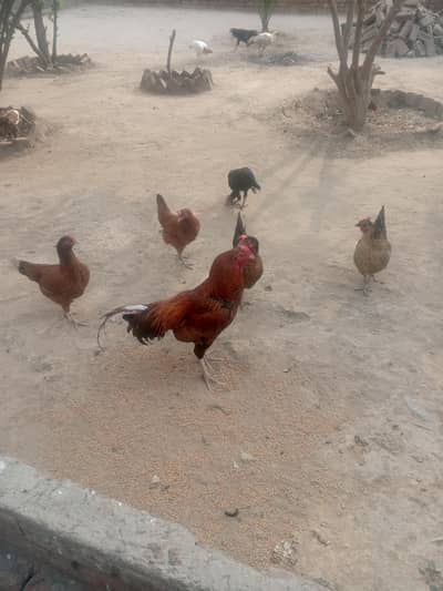 Aseel kokar far sell