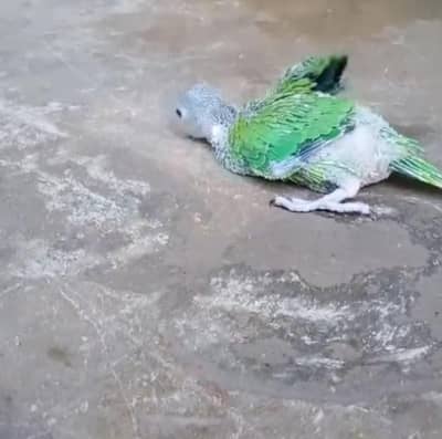 Ringneck Chik Home Breed