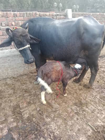 Bufflao. /Neeli Bhains. /Cow