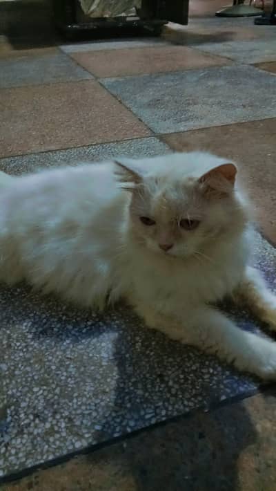 beautiful cat for sale