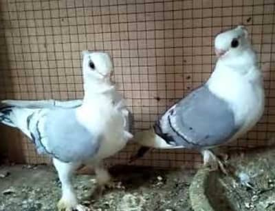 Santi male exchange with female