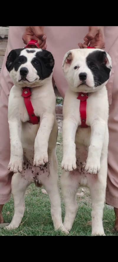 pure Afghan kuchy kadhy breed pior 2 month security dogs for sale