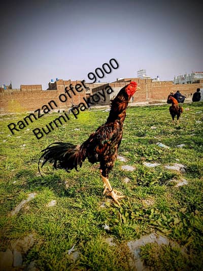 RAMZAN OFFER Burmi+pakoya number 03124613025