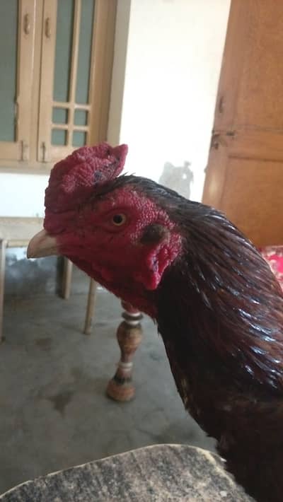 Aseel mianwali age 16 month ka ha murga