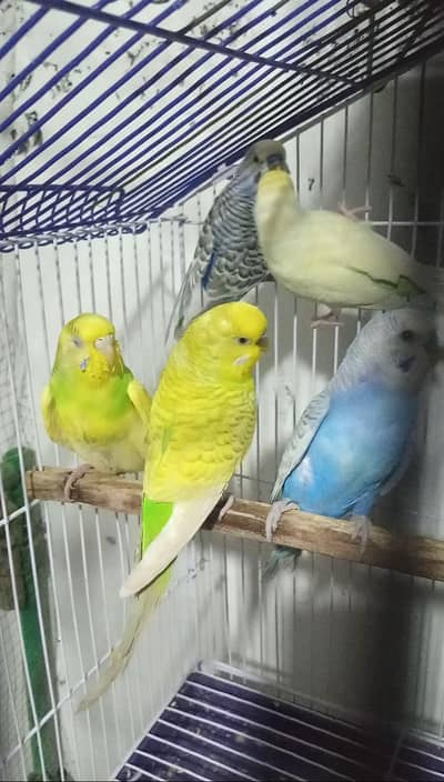 Australion Good Size Breeder Pairs