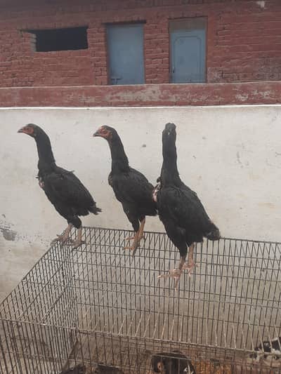 valeti pathia and shamo pathi age 4 month hona almost