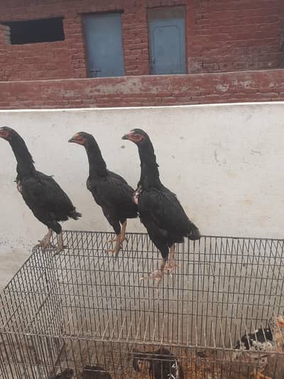 valati pathi and shamo pathia for sale ha 4 mahana ka hona almost