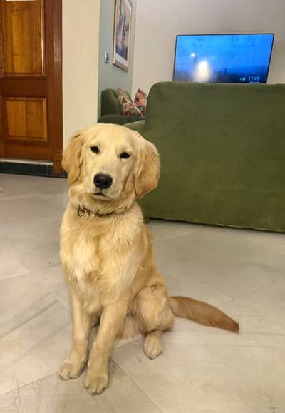 Golden Retriever Puppies / Golden Retriever Pkc Pedigree for sale