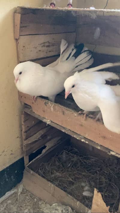 Fancy Home Fantail Breeder Pair