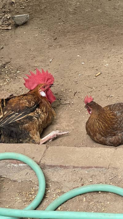 Golden Misri 1 Murga aur teen Anda Dene Wali murgiyan