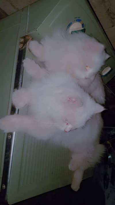 male or female hey or pregnant bi h