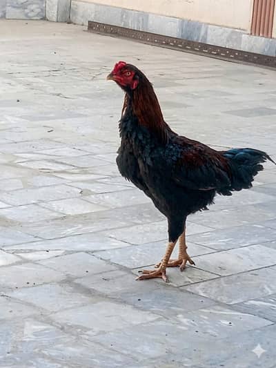 Aseel Murgh  Mianwali / Sindhi Aseel mix