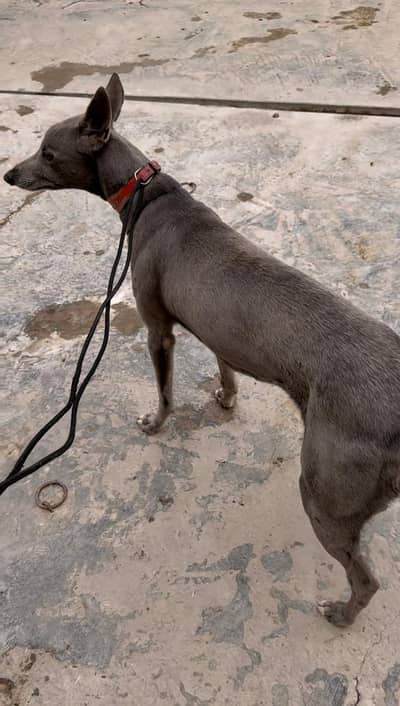 Arabic Male Dog | arabic runner dog