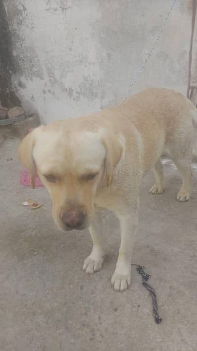 Labrador male for sale