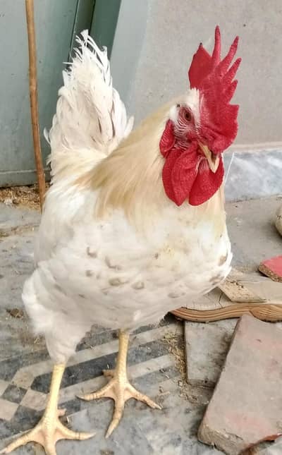 Lohmann Murga Lal qalgi