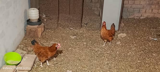2 Egg laying hens urgent for sale