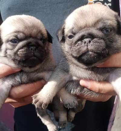 pug puppies